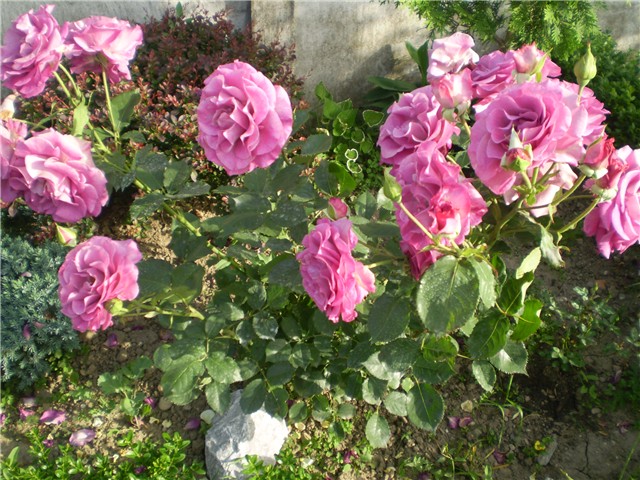 ruža floribunda